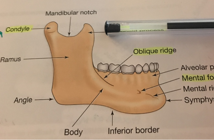 Oblique Ridge Invisalign External Oblique Ridge