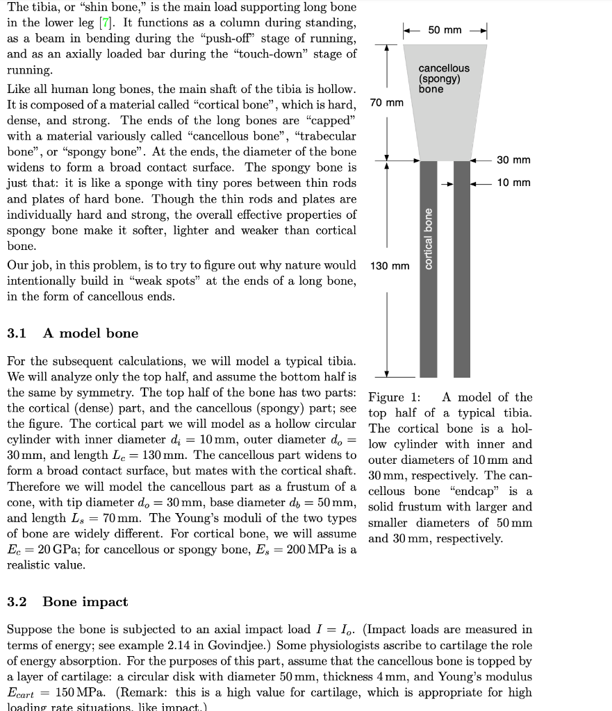 The tibia, or 