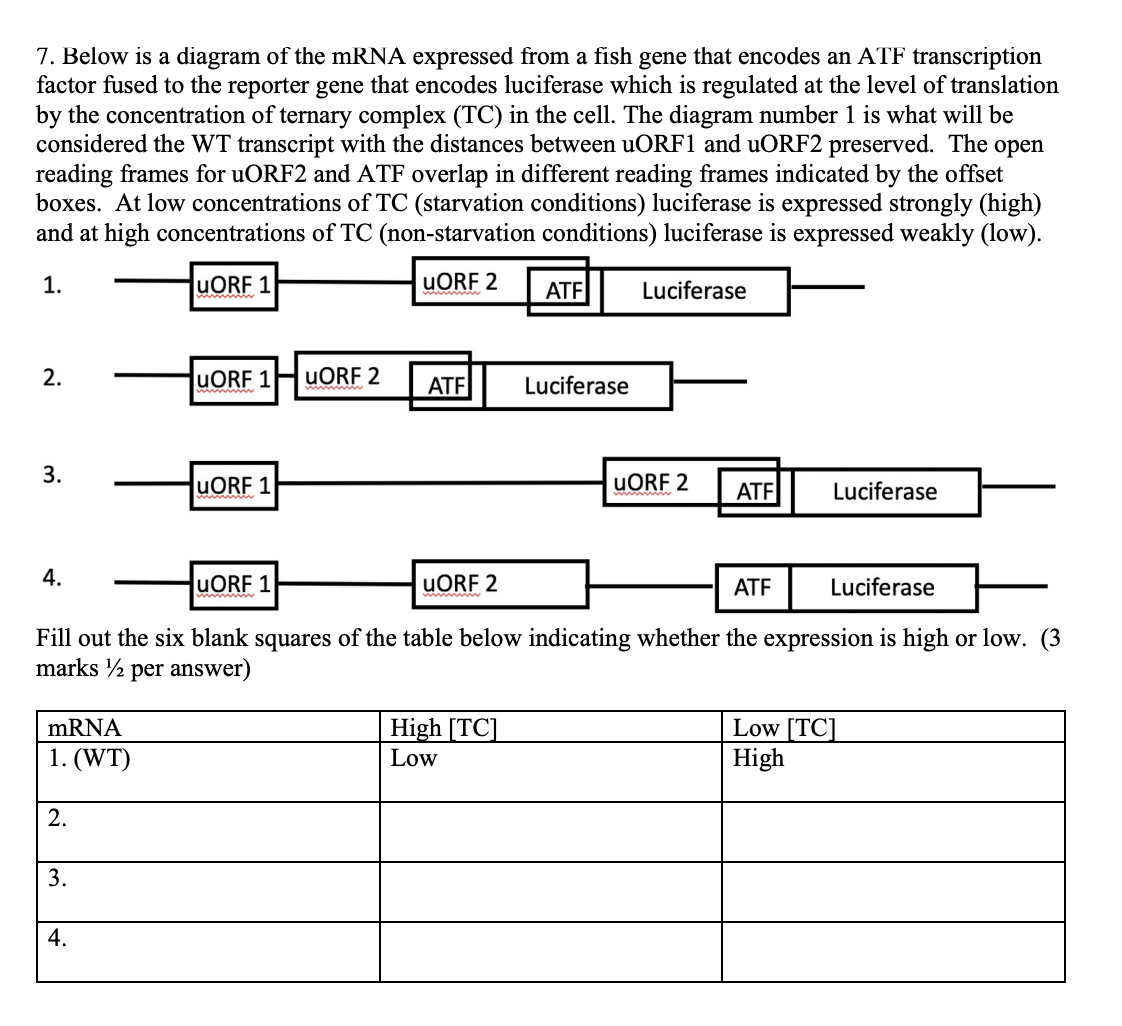 Solved 7 below is a diagram of the mrna expressed from a chegg
