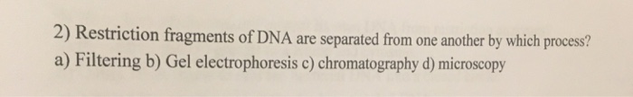 Solved 2) Restriction Fragments Of DNA Are Separated From | Chegg.com