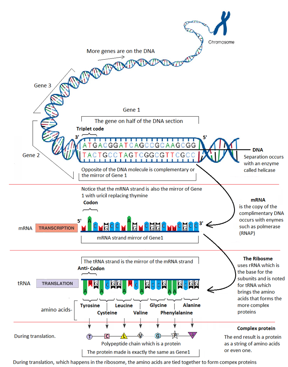 During translation, which happens in the ribosome, | Chegg.com