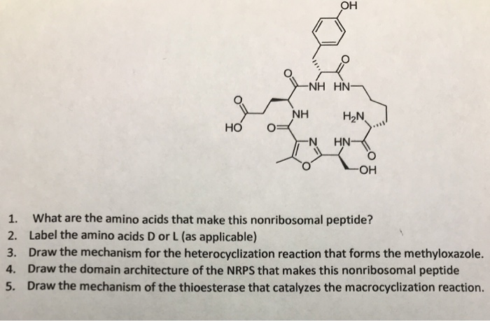 Solved он NH HN NH H2N но о -N HN он 1. What are the amino | Chegg.com