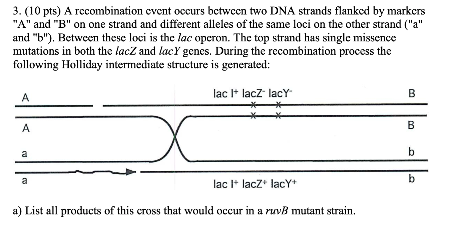 Solved B) Which Proteins Would Generate The Recombination | Chegg.com