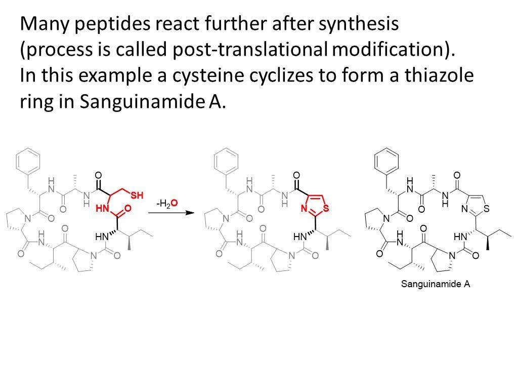 Solved Many peptides react further after synthesis (process | Chegg.com