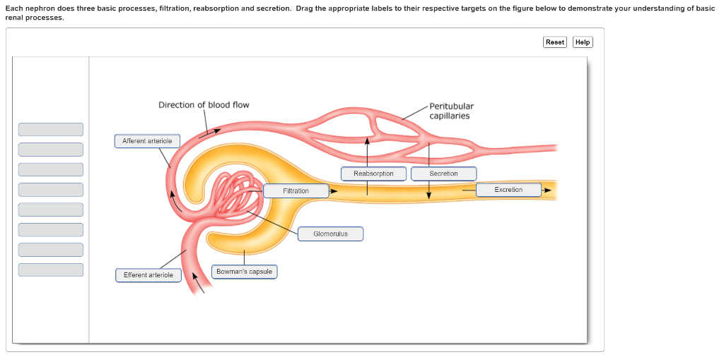Solved Each nephron does three basic processes, filtration,