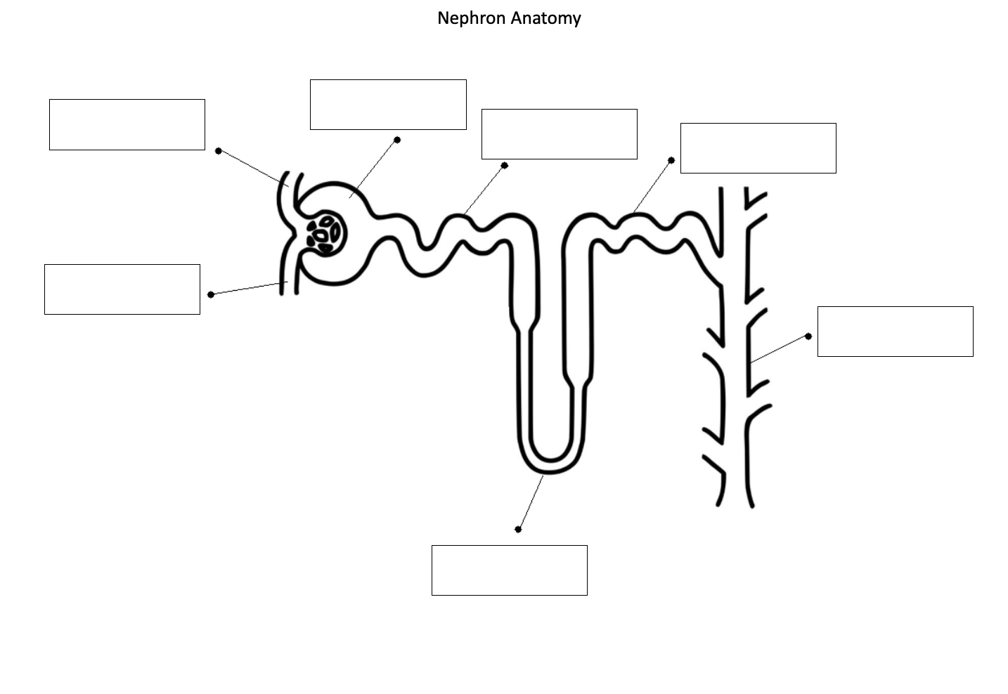 Solved 3 Nephron Anatomy Creatinine, ammonia, and