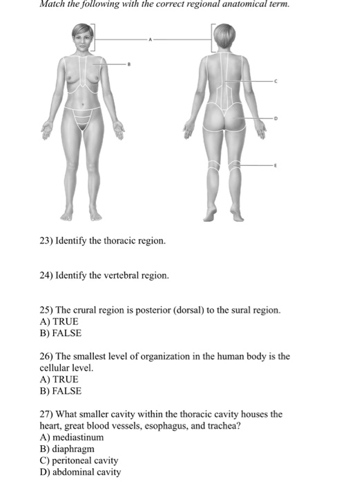 Crural Anatomy