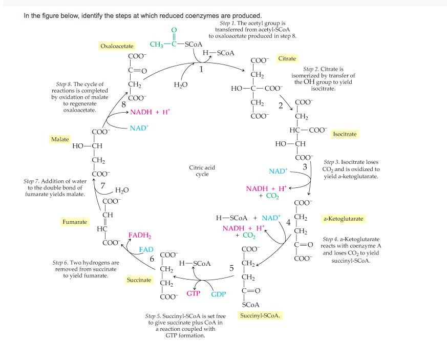 Solved In the figure below, identify the steps at which | Chegg.com