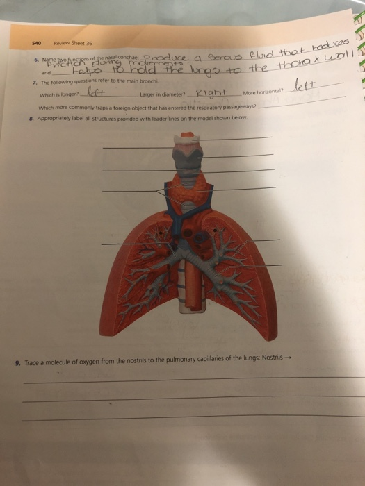 Review Sheet 36 – Anatomy of the Respiratory System