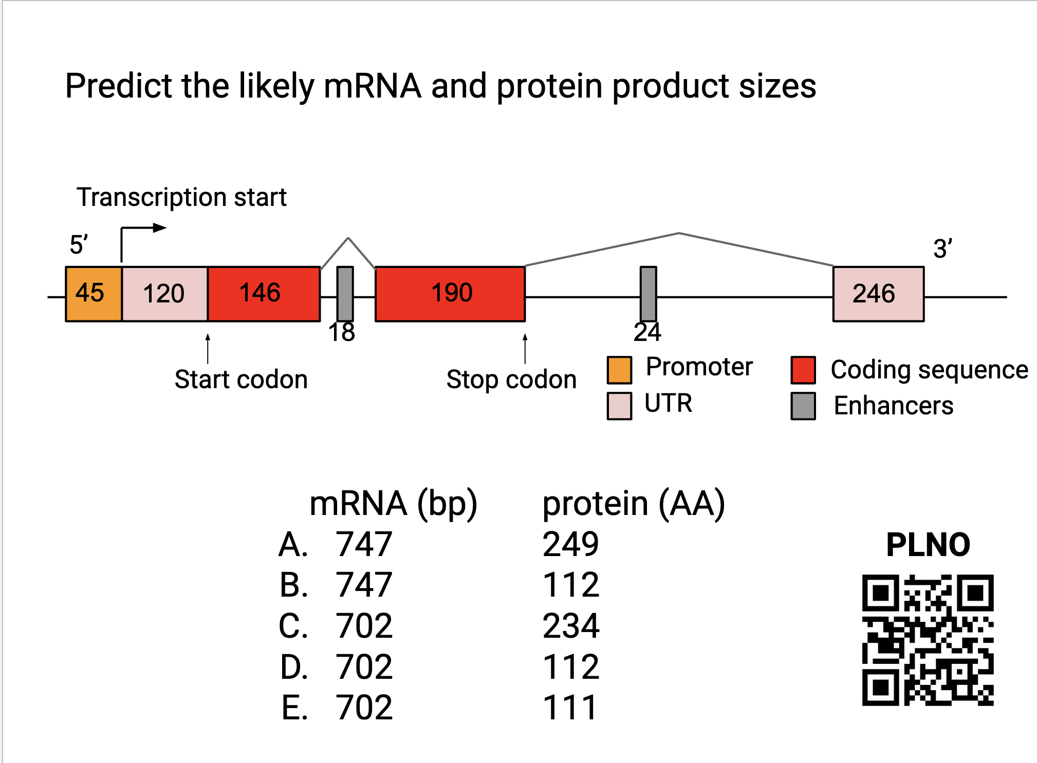 Solved Predict the likely mRNA and protein product sizes | Chegg.com