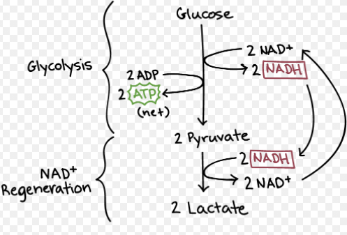 Solved Glucose Glycolysis 2 Nad+ 2 Adp +2 Nadh 2 Atp (net) 2 