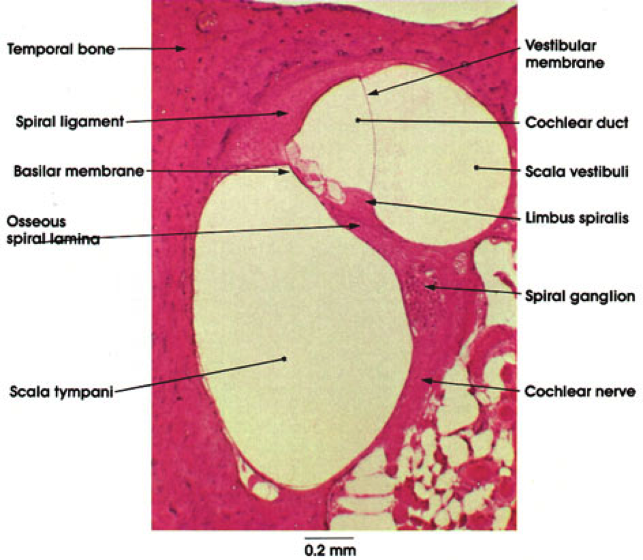 basilar membrane histology