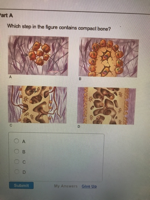 Solved Which Step In The Figure Contains Compact Bone? A B | Chegg.com