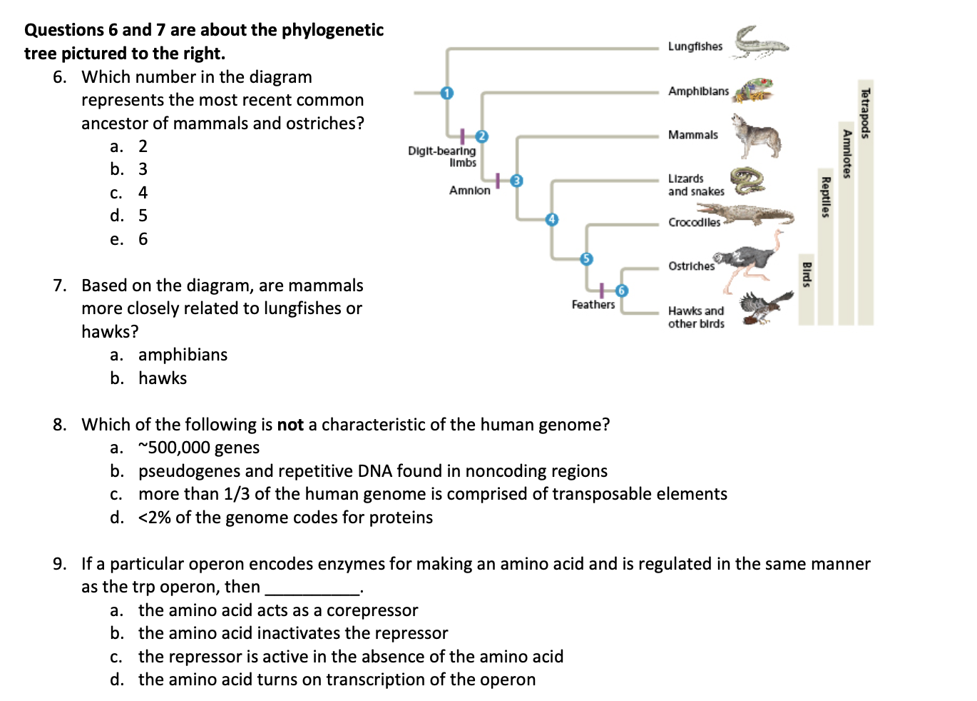 Solved Lungfishes n Amphibians Questions 6 and 7 are about