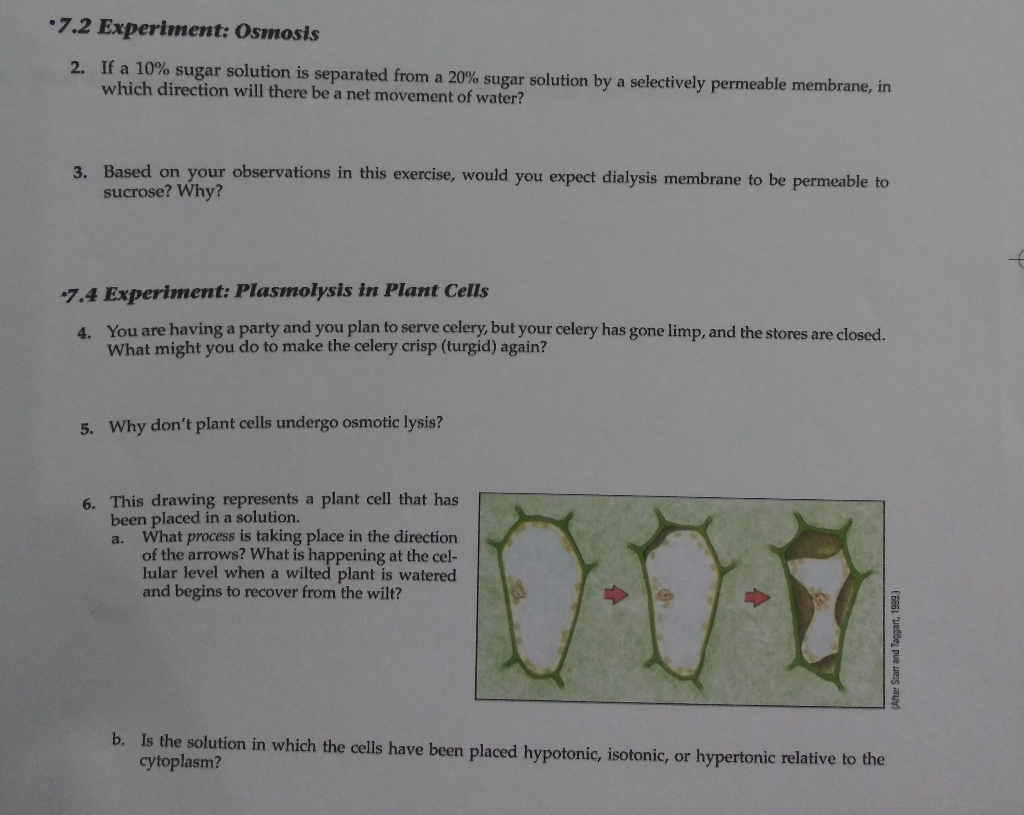 osmosis experiment with sugar solution