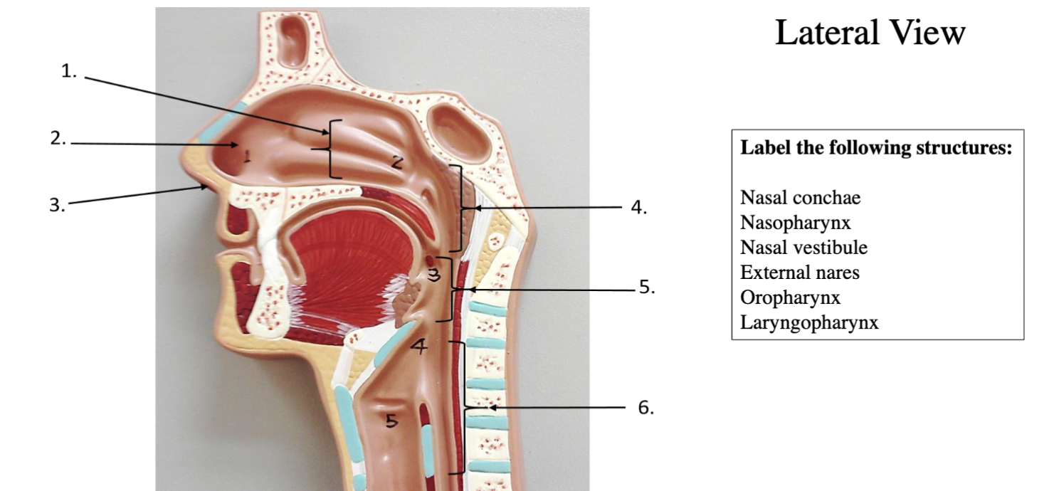 Solved Lateral View \begin{tabular}{|l|} \hline Label the | Chegg.com
