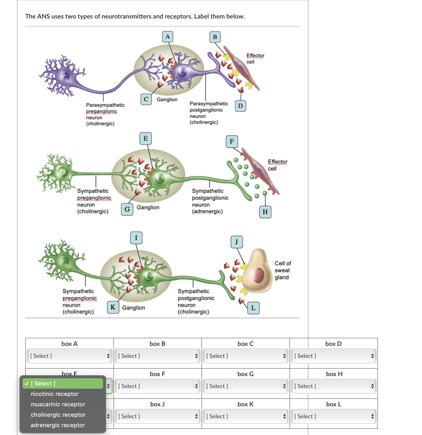 Solved The ANS uses two types of neurotransmitters and | Chegg.com