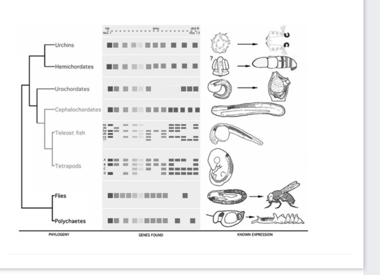 Solved The phylogeny below shows hox clusters in several | Chegg.com