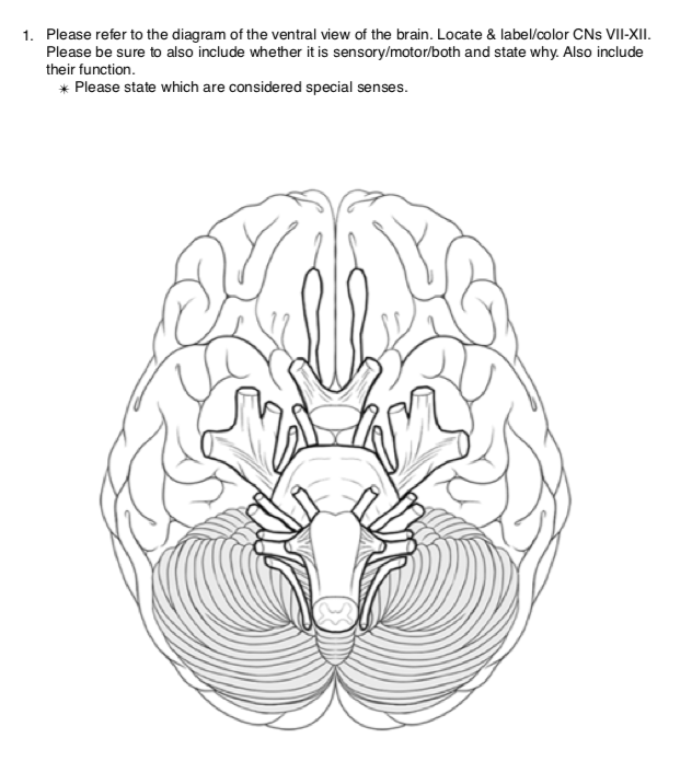 Download Brain Diagram Anatomy RoyaltyFree Vector Graphic  Pixabay