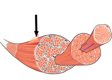 Chapter 10 Muscle Tissue Flashcards Chegg Com