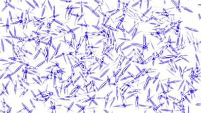 Solved Identify the following bacterial | Chegg.com
