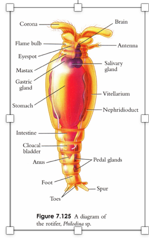 Rotifer Labaled Labeled Rotifer Diagram
