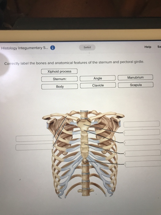 Anatomy And Physiology Archive | November 29, 2017 | Chegg.com