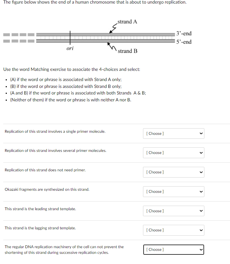 Solved The figure below shows the end of a human chromosome | Chegg.com