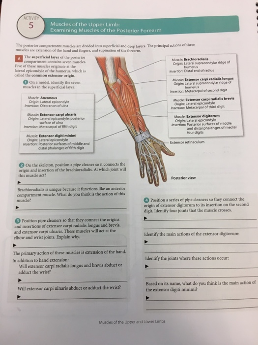 Upper Limb Muscles Diagram