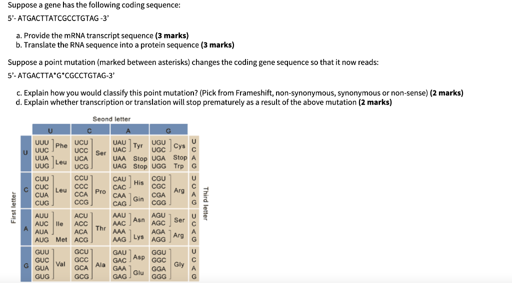 Solved Suppose a gene has the following coding sequence: 5'- | Chegg.com