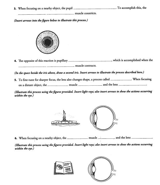 Solved Describe how vision occurs by filling in the blanks