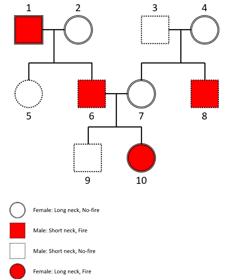 Solved Putting it all together, lets do a pedigree from | Chegg.com