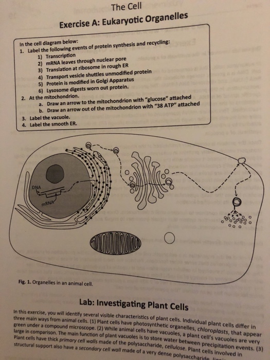 Solved The Cell Exercise A: Eukaryotic Organelles In the | Chegg.com