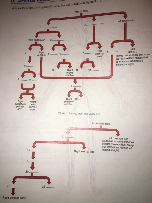 34 Schematic Diagram Illustrating Arterial Blood Distribution - Wiring