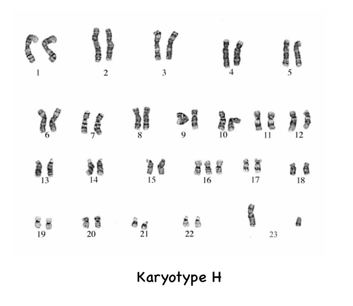 Solved LE# 3 - Karyotyping & Meiosis Part A Introduction | Chegg.com