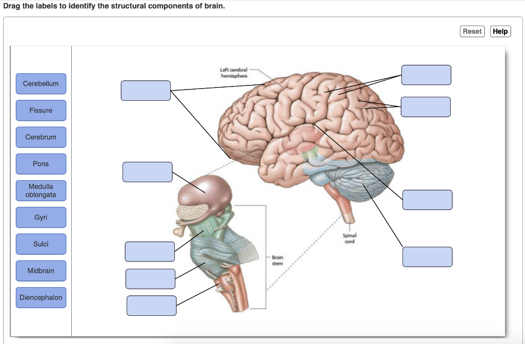 Match the labels on the diagram. Brain structure. Анатомия мозга ЕГЭ. Brain structure and function. Pons Cranial nerves.