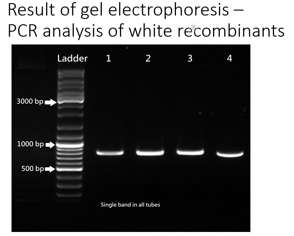 Solved Result of gel electrophoresis – WEEK 1: A. PCR | Chegg.com