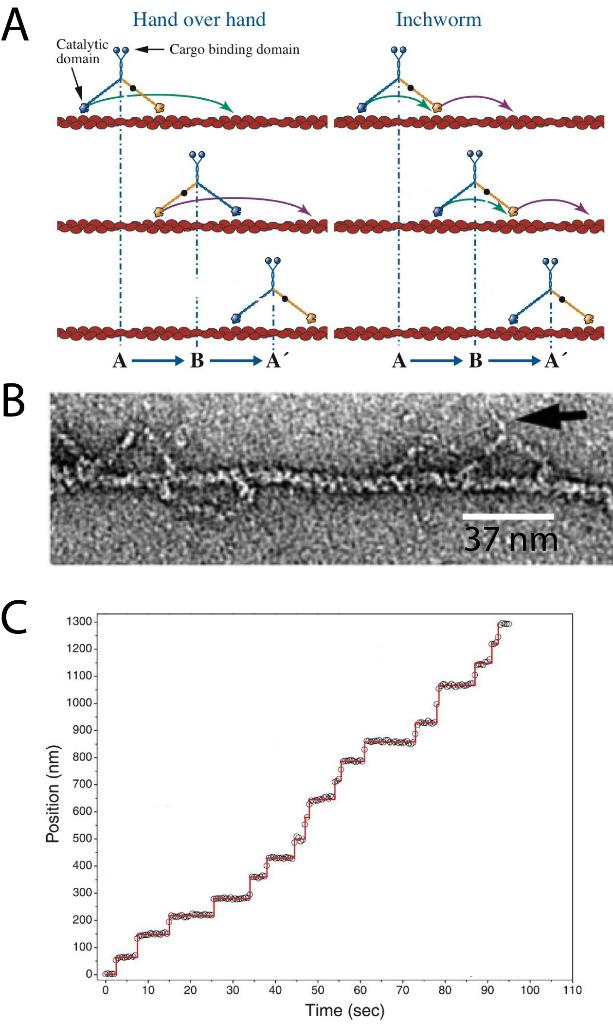 Myosin V is a homo-dimeric molecular motor that is | Chegg.com