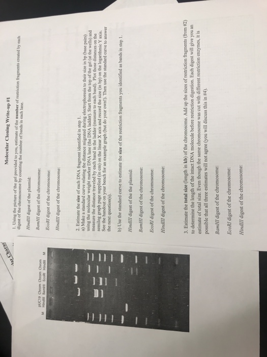 Solved Molecular Cloning Write-up #1 1.Using The Picture Of | Chegg.com