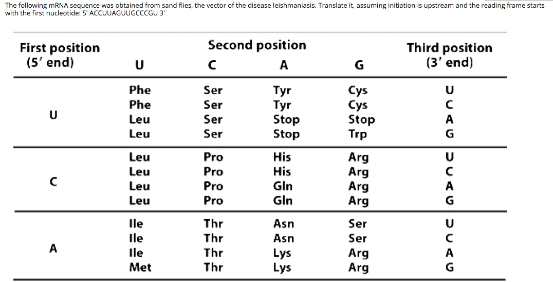 Solved The following mRNA sequence was obtained from sand | Chegg.com