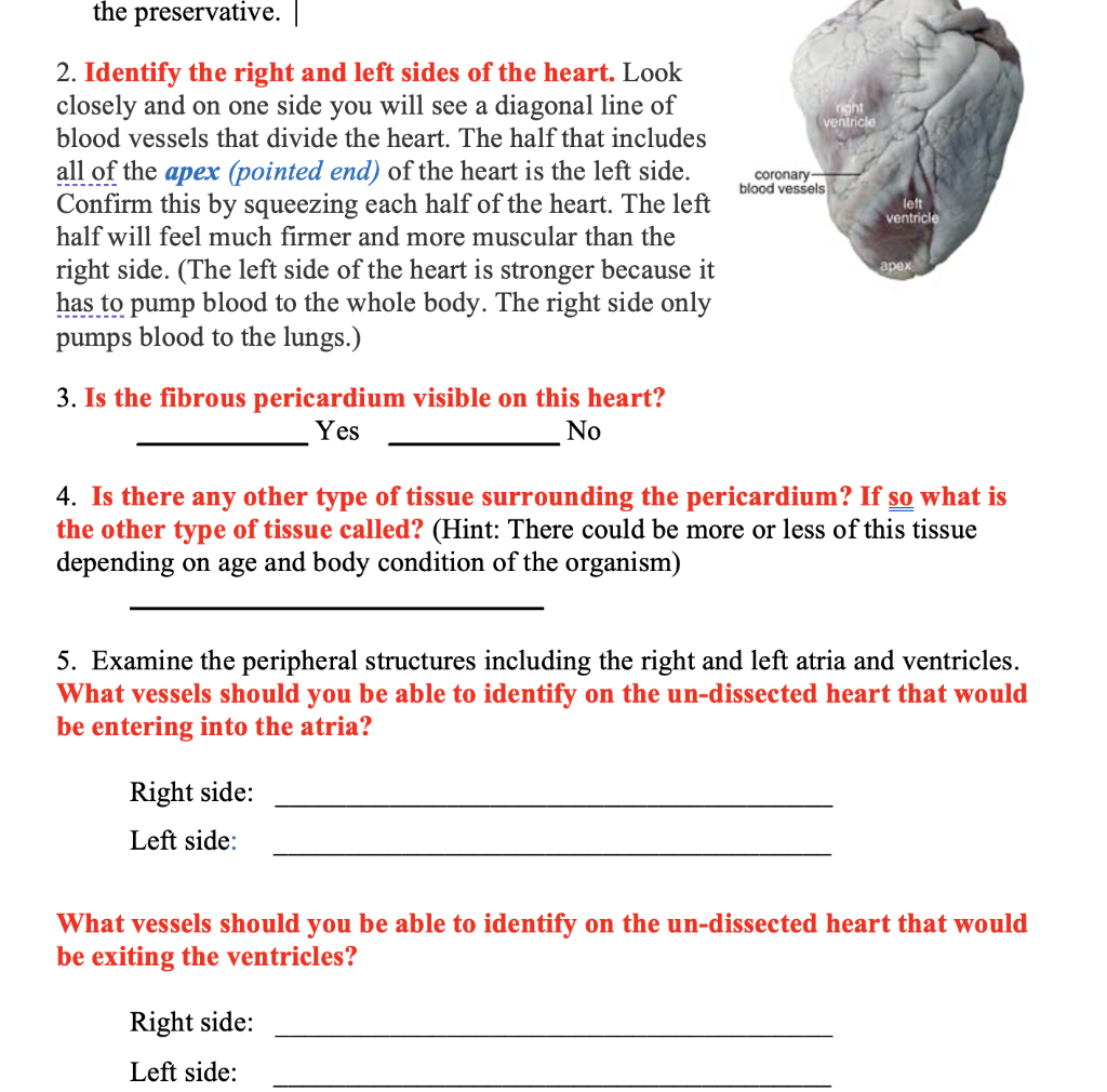 2-identify-the-right-and-left-sides-of-the-heart-chegg