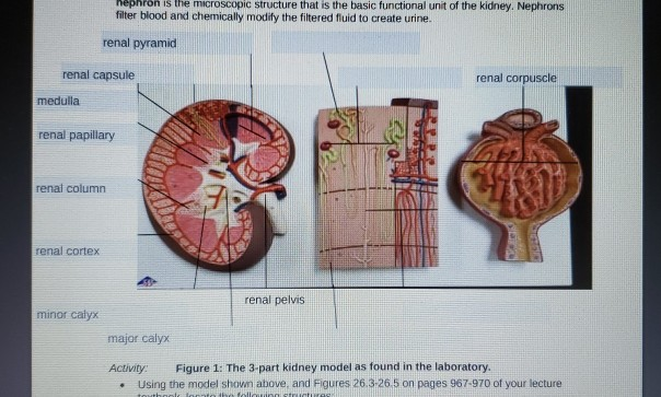 Solved nephron is the microscopic structure that is the | Chegg.com