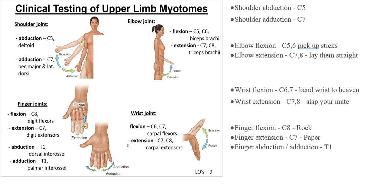 Myotomes Upper Limb