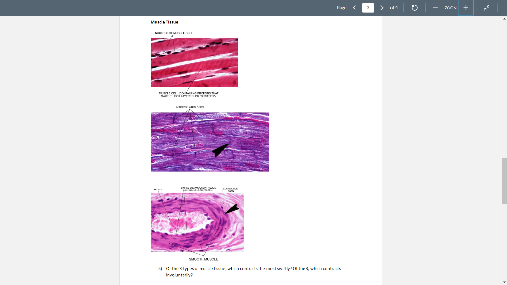 Solved of 4 ZOOM + Muscle Tissue NUCLEUS OF MUSCLE CELL | Chegg.com