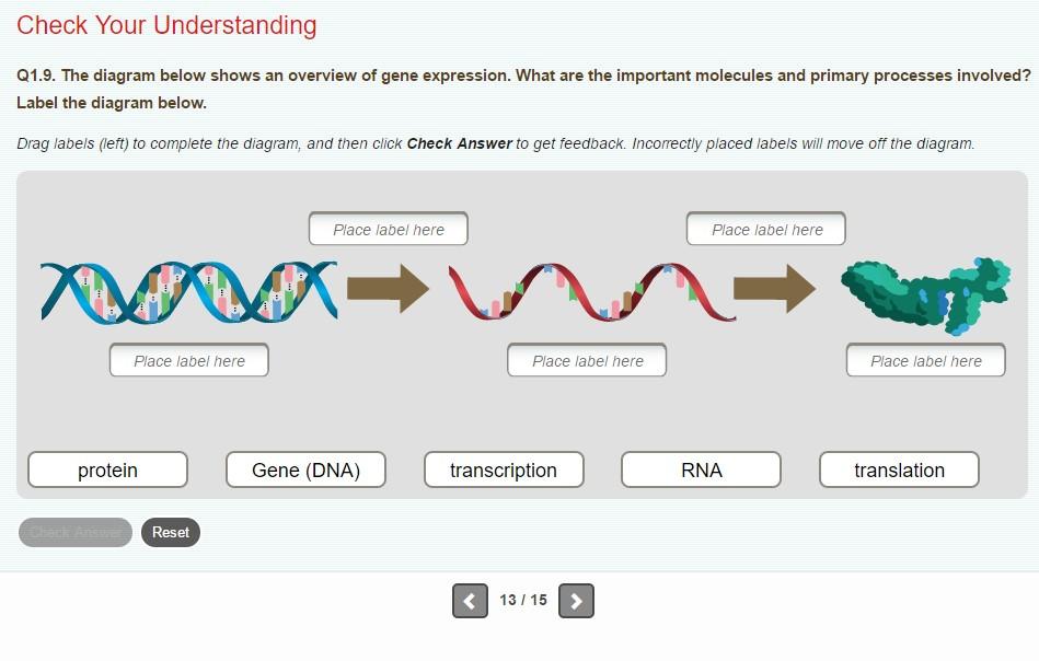 Check Your Understanding
Q1.9. The diagram below shows an overview of gene expression. What are the important molecules and p