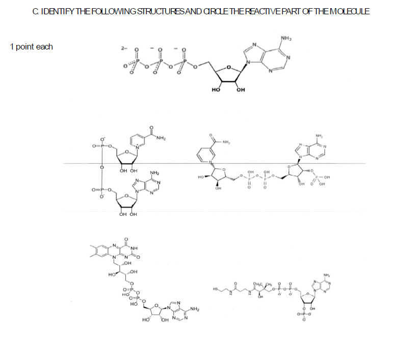 reactive site of atp