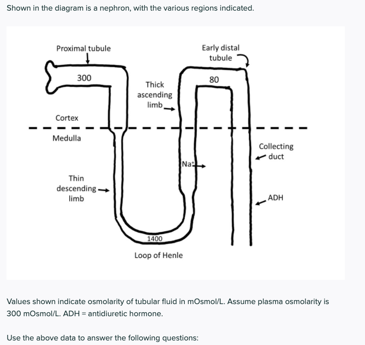 Solved 1) Explain how and why the osmolarity of tubular