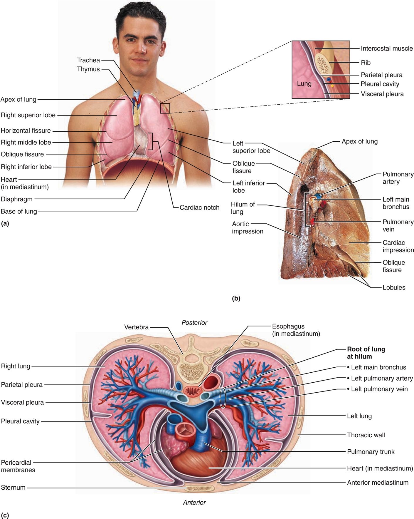 Solved Cutactory nerves Fuperior nasal eoncha and superice | Chegg.com