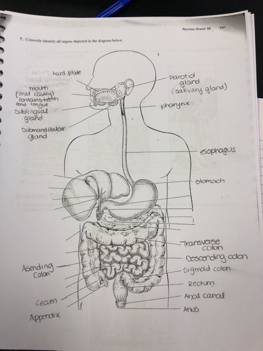 Solved Review Sheet 38 591 7. Correcily identify all organs