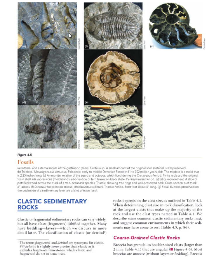 Rocks and fossils homework picture